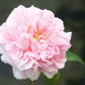 Rose 3.jpg