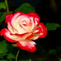 Rose.jpg