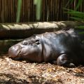 Hippopotame pygme.jpg