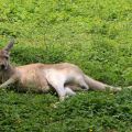 Kangourou Wallaby.jpg