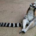 Lmurien de Madagascar.jpg