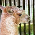 Lama.jpg