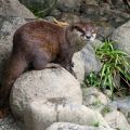 Loutre Cendre.jpg