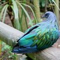 Pigeon Nicobar.jpg