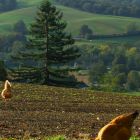 10Estelle deconink.JPG