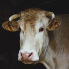 18Estelle deconink.JPG